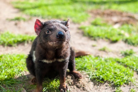 あなたの知らない 絶滅危惧種 の動物たち53