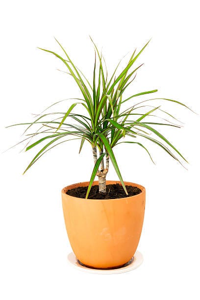 dracaena marginata o plantă în ghiveci izolată pe fundal alb