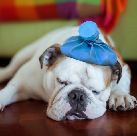 Sick young puppy with ice bag on head Sick young puppy with ice bag on head