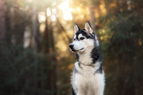 Most Popular Dog Breeds in the U.S. - Best Dogs in America