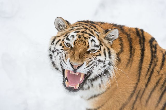 exclusive 

gela nde, sweden   november 29 one of the siberian tigers lets off a roar as he puts on a threatening display for his opponent, on november 29, 2016 in gela nde, sweden

two endangered siberian tigers fight for the affection of a female tiger at orsa björn park in central sweden, orsa, photographer ingo gerlach was lucky enough to witness this brutal cat fight while running a photo tour in the woods, which house kodiak brown bears, polar bears, european wolves and siberian tigers, ingo spotted these two cross tigers sloping out of the woods

photograph by ingo gerlach  barcroft images

london t44 207 033 1031 ehellobarcroftmediacom  
new york t1 212 796 2458 ehellobarcroftusacom  
new delhi t91 11 4053 2429 ehellobarcroftindiacom wwwbarcroftimagescom photo credit should read ingo gerlach  barcroft media via getty images  barcroft media via getty images