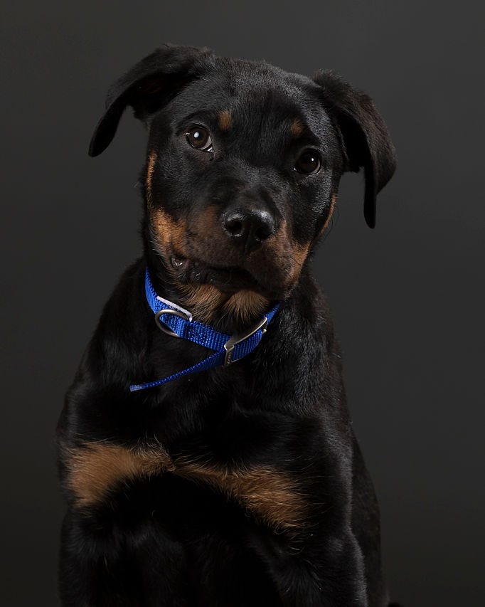Top 10 Smartest Dog Breeds In 2018 Most Intelligent Dogs In The World top-10-smartest-dog-breeds-in-2018-most-intelligent-dogs-in-the-world