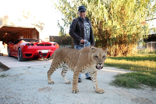 exclusive   video available wynnewood, ok   september 28 jeff lowe with faith the liliger at his home inside the greater wynnewood exotic animal park on september 28, 2016 in wynnewood, oklahomaanimal lover jeff lowe provides care and shelter to more than 220 big cats   and they live in his back garden 51 year old jeff owns the greater wynnewood exotic animal park in oklahoma, one of the largest private zoos in the world that rescues and protects over 500 wild animals, from tigers and lions to bears and crocodiles jeff, a multimillionaire, spends his days closely interacting with the most dangerous animals, walking them on leads inside his cabin house and laying in and around their enclosures  he even takes his smaller tigers to the vets in his ferrari lauren dropla, jeffs 25 year old fianc√©, offers a helping hand with looking after their exotic pets and maintaining the park on a daily basisphotograph by ruaridh connellan  barcroft imageslondon t44 207 033 1031 ehellobarcroftmediacom  new york t1 212 796 2458 ehellobarcroftusacom  new delhi t91 11 4053 2429 ehellobarcroftindiacom wwwbarcroftimagescom photo credit should read ruaridh connellanbarcroftimages  barcroft media via getty images