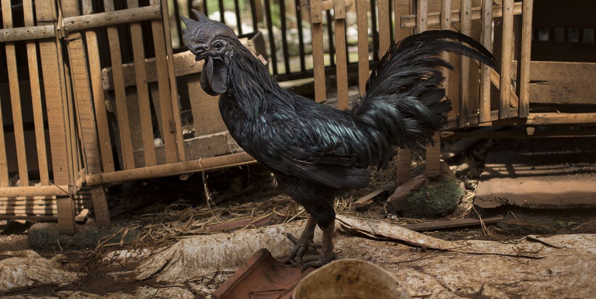 None More Black Than This Chicken
