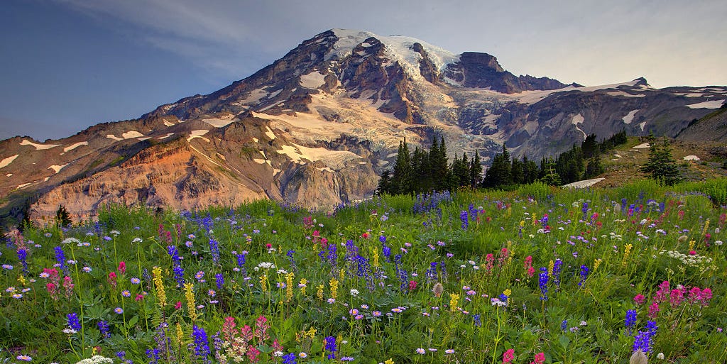 Mount Rainier National Park Is About to Get An Insane Wildflower Bloom