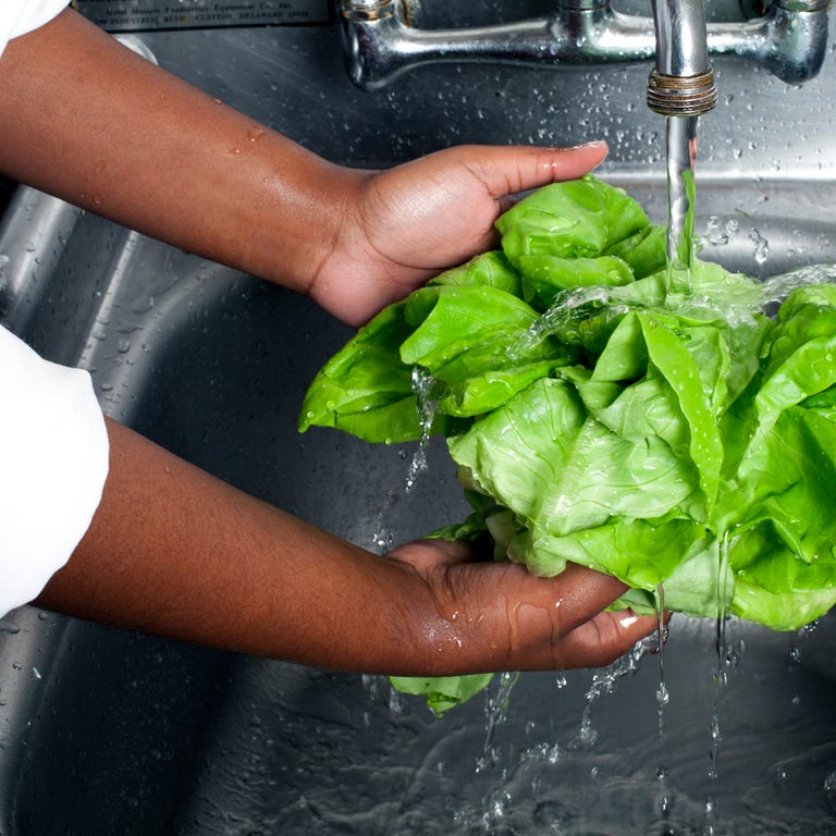 Chef washing Boston lettuce, produce Chef washing Boston lettuce, produce