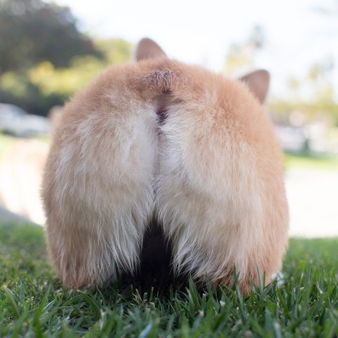 Corgi puppy butt