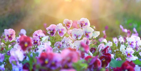 Image result for flowers blooming