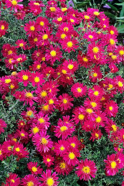 20 Best Fall Flowers Flowers That Bloom In Fall,How To Get Rid Of Ants In Your Home