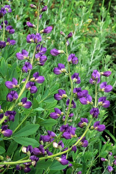baptisia australis, false indigo, violet flowers