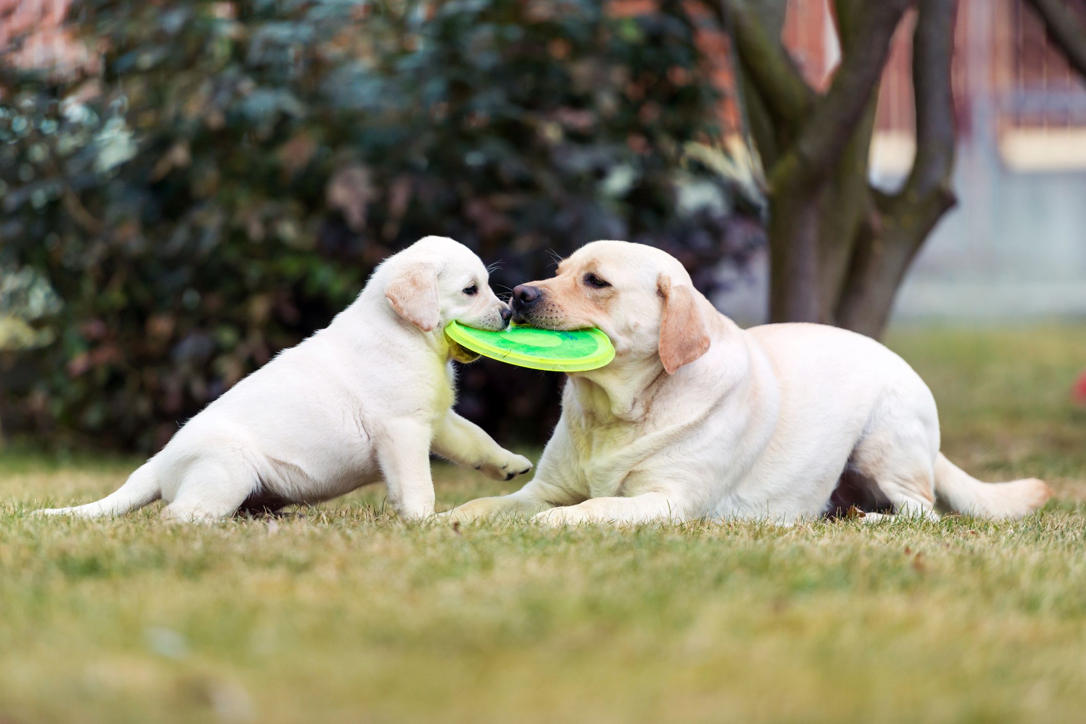 safe teething toys for puppies