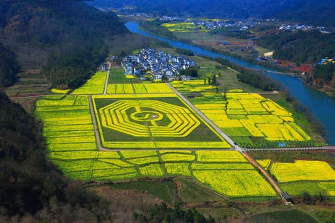 Terrace, Bird's-eye view, Field, Landscape, Paddy field, Plantation, Land lot, Rural area, Aerial photography, Agriculture, 