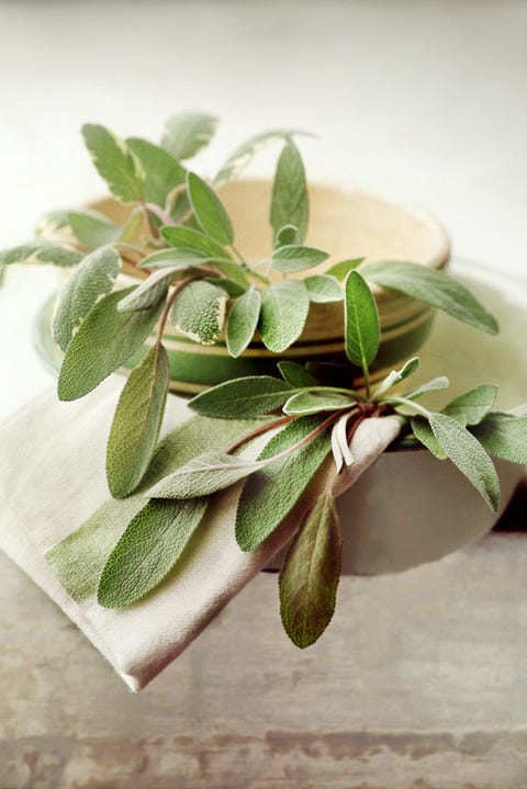 Plant, Flower, Herb, Leaf, Common sage, Houseplant, Bay leaf, Flowering plant, Sage, spiderwort, 