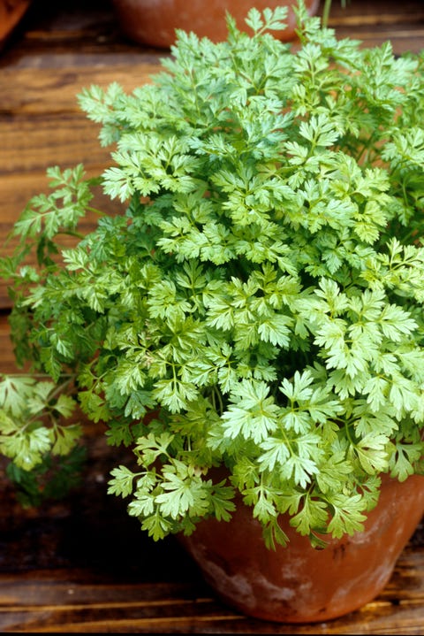 Flower, Plant, Flowerpot, Herb, Flowering plant, Houseplant, Chervil, Subshrub, Shrub, Groundcover, 