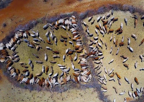 Aerial view of cows suffering from the drought grouped in fences to be fed by the governement, Oromia, Yabelo, Ethiopia