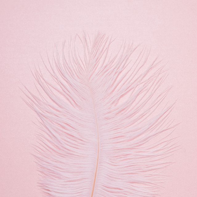 ostrich feather on pink background