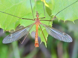 how to get rid of  daddy longlegs