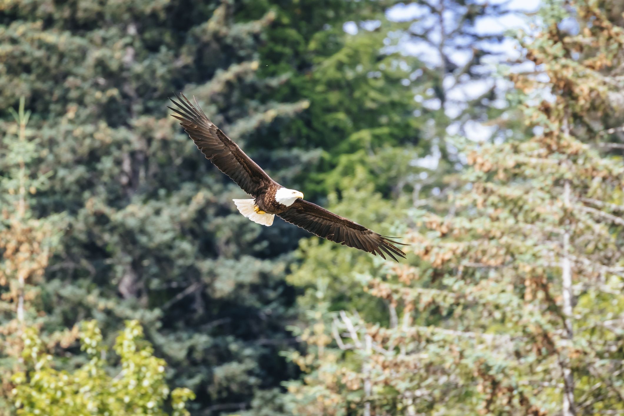 アメリカの国立公園で出会える 可愛くてユニークな動物25選