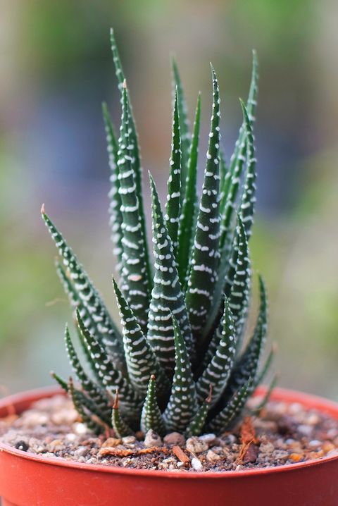 haworthia plant