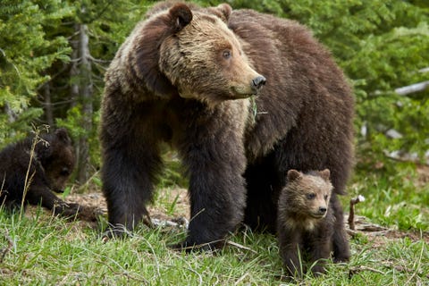 アメリカの国立公園で出会える 可愛くてユニークな動物25選