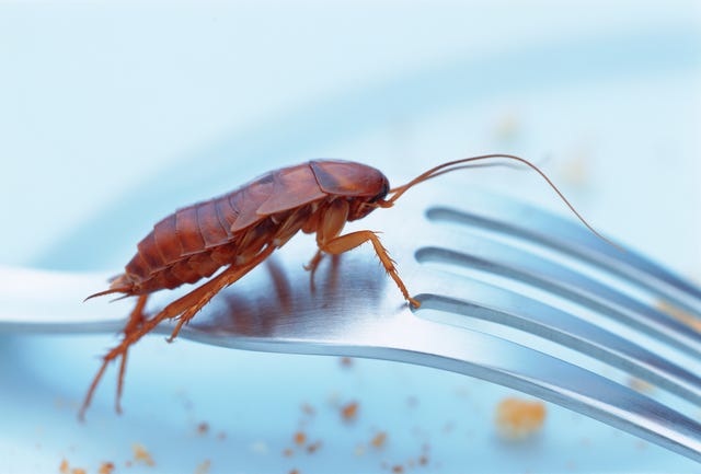 Do Cockroaches Bite Humans How Cockroaches Can Spread Disease