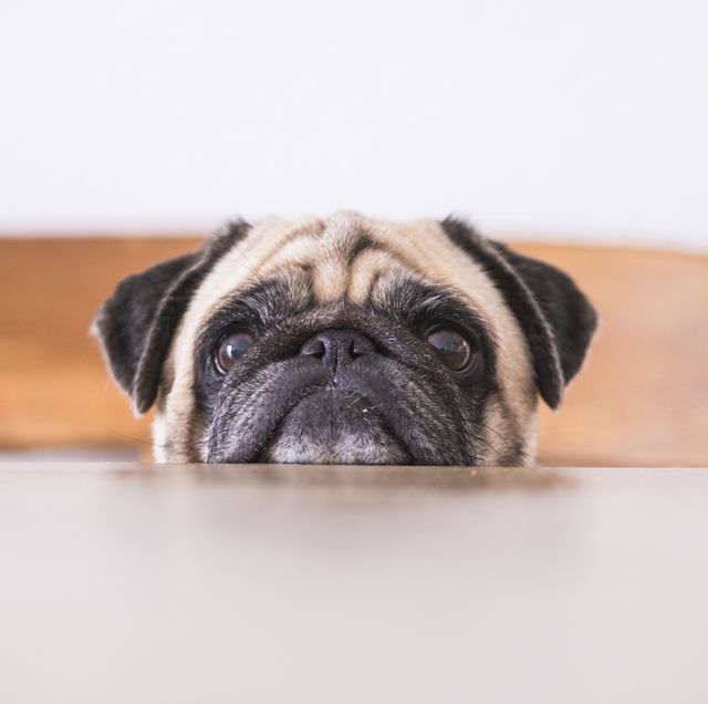pug's head leaning on tabletop