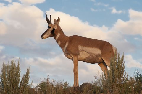 Vertebrate, Mammal, Wildlife, Antelope, Pronghorn, Impala, Cow-goat family, Terrestrial animal, Gazelle, Hartebeest, 