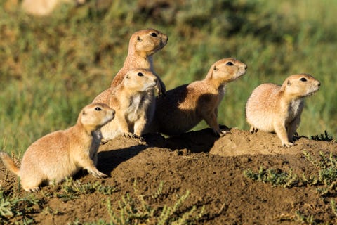 アメリカの国立公園で出会える 可愛くてユニークな動物25選