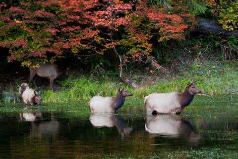 アメリカの国立公園で出会える 可愛くてユニークな動物25選