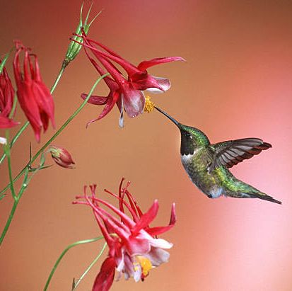 The Best Flowers to Plant to Attract Hummingbirds to Your Garden