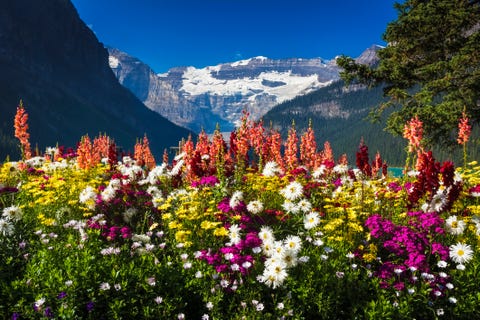Wildflower Fields - Sp...
