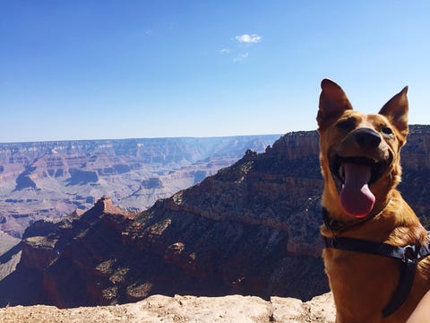 The Best Dog Friendly Road Trips In The U S