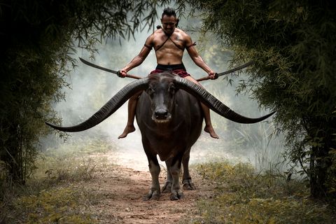 Man riding a water buffalo