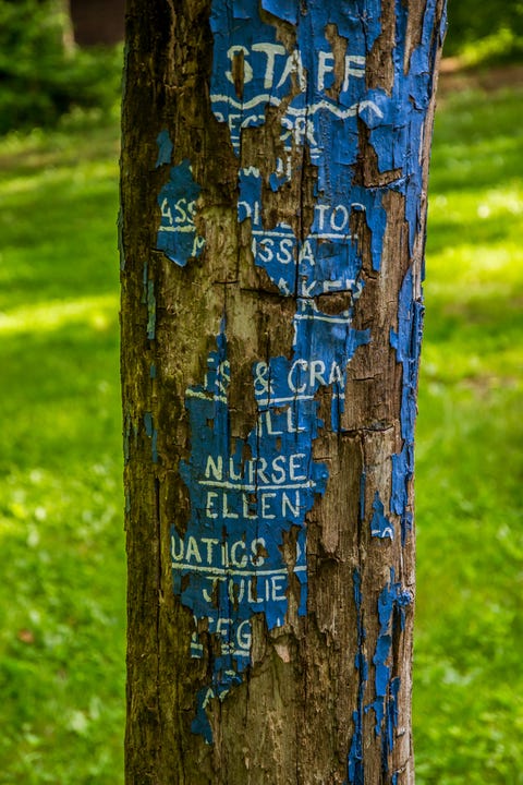 Árbol, Tronco, Texto, Planta leñosa, Planta, Hoja, Bosque, Adaptación, Arboleda, Bosque de frondosas del Norte,