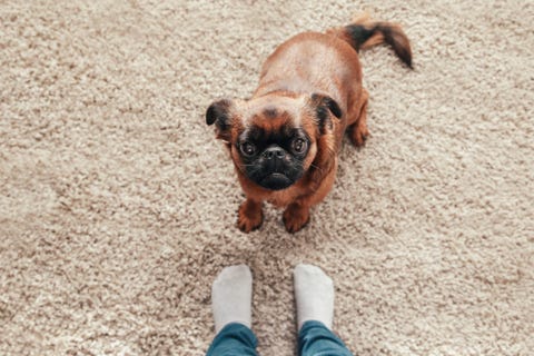 Portrait of Petit Brabancon on carpet looking up