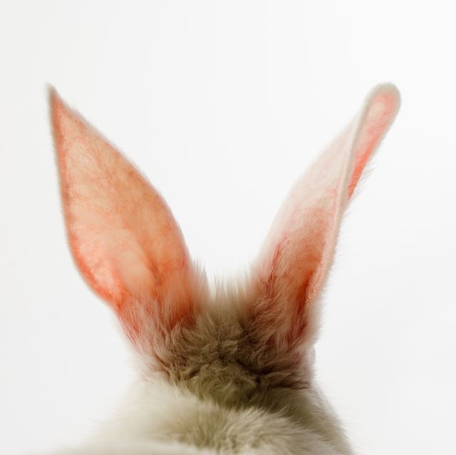 The UK Are Considering Re-Starting Animal Testing For Beauty Products