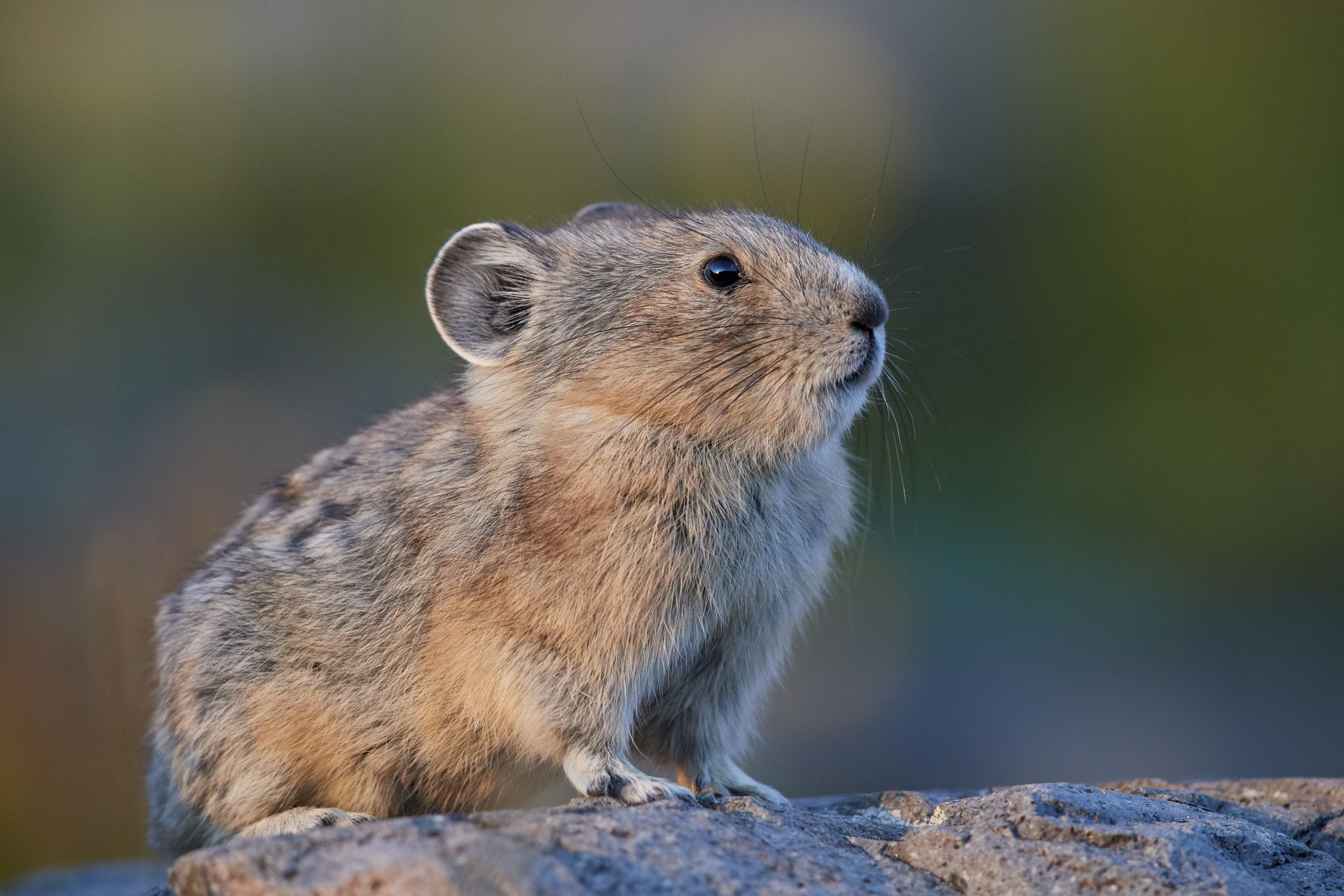 あなたの知らない 絶滅危惧種 の動物たち53