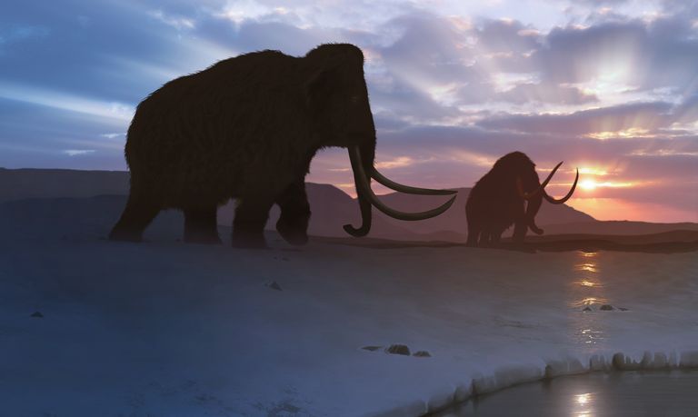 Jurassic Park è realtà, il mammut tornerà a vivere entro il 2027