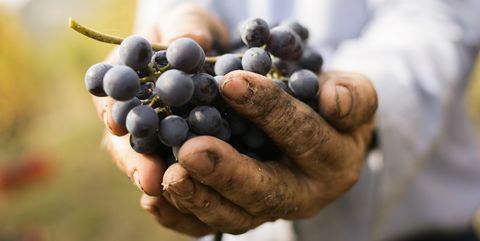 Grape, Fruit, Hand, Natural foods, Grapevine family, Plant, Food, Superfood, Berry, Bilberry, 