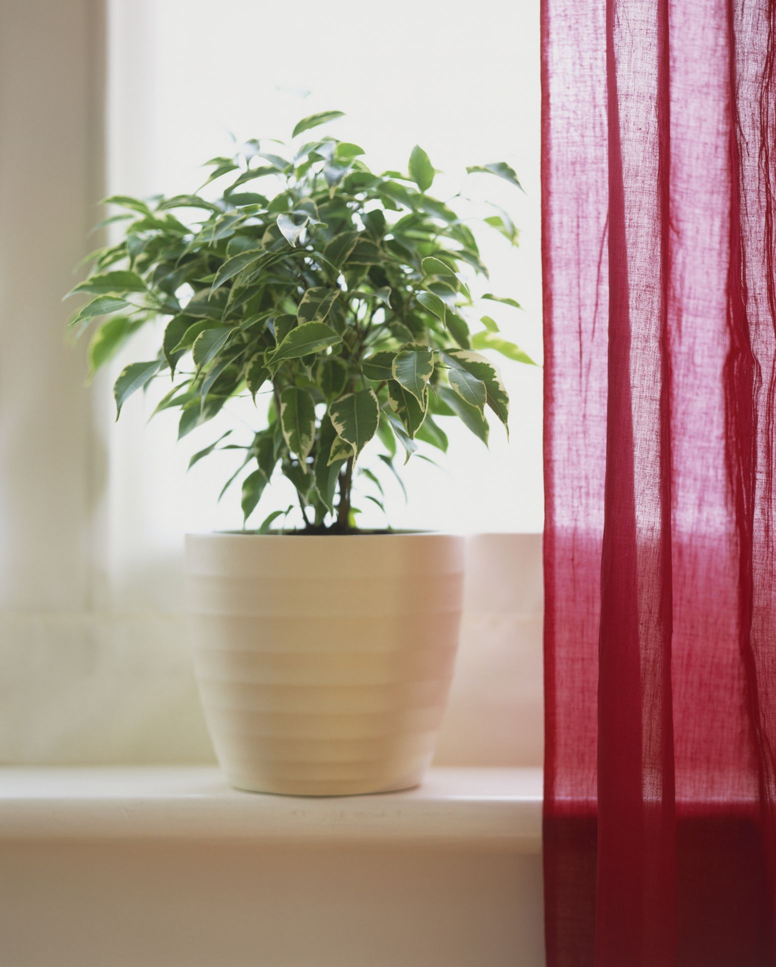 10 plantas de interior que necesitan poca luz para vivir