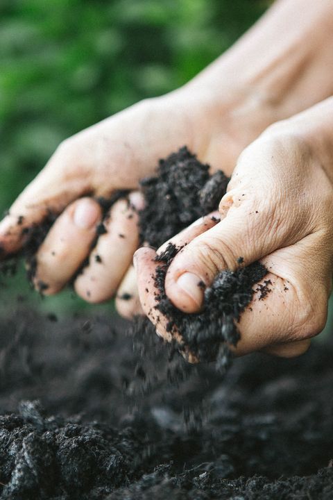 Close-Up Of Man Holding Soil