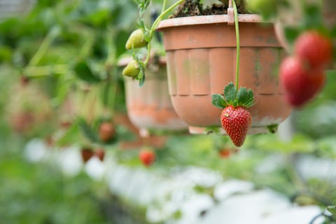 hanging garden