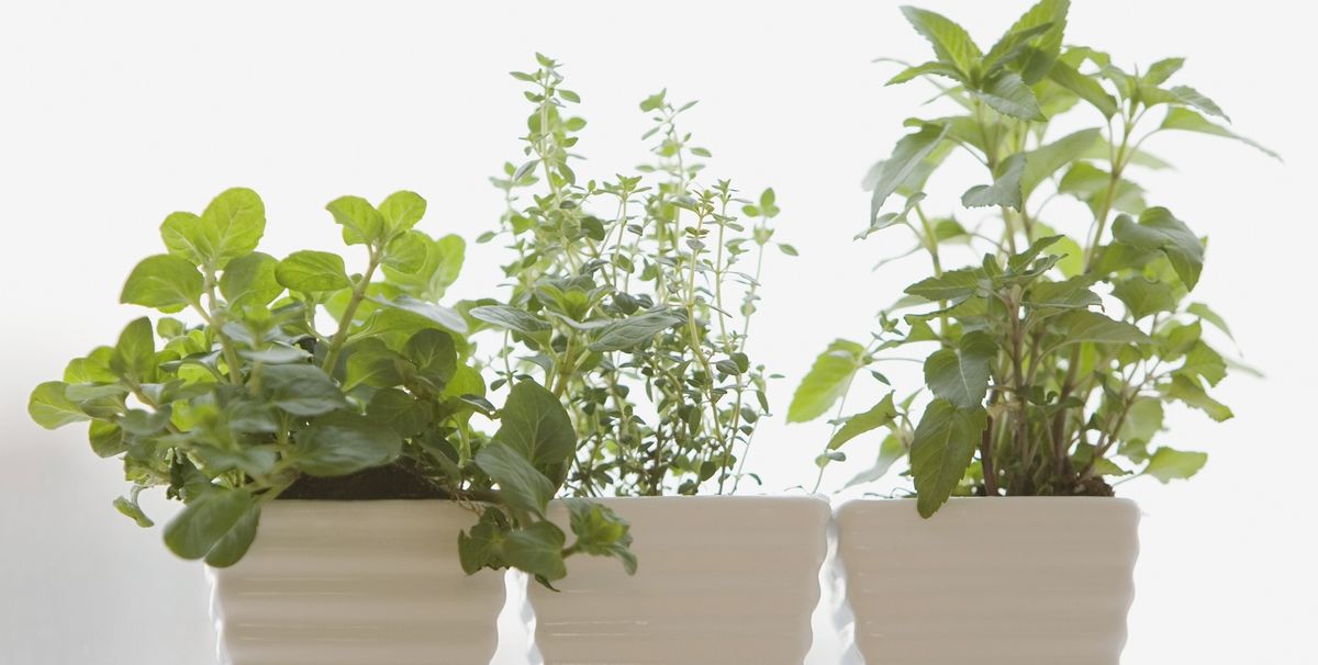 10 Best Indoor Herb Gardens