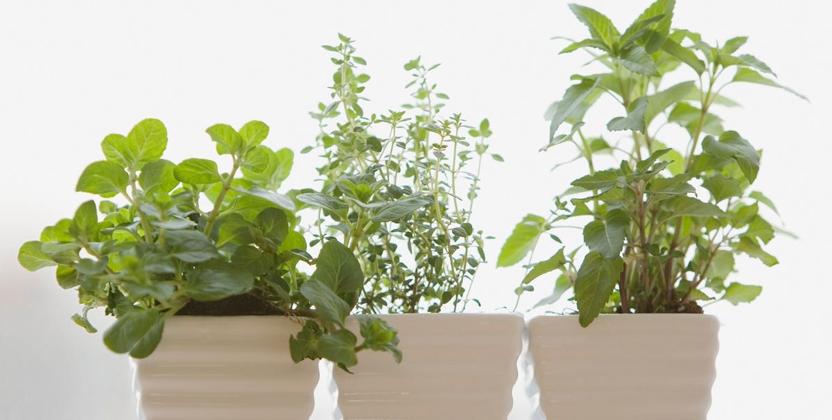 10 Best Indoor Herb Gardens