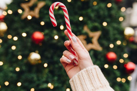 Hand of Caucasian woman holding candy cane near Christmas tree