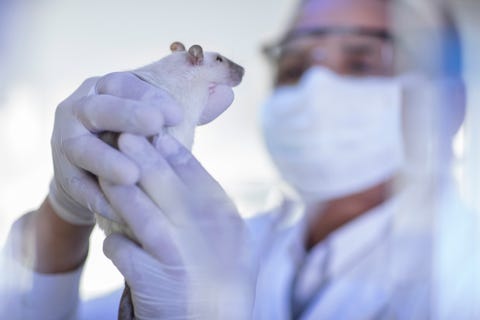 The UK Are Considering Re-Starting Animal Testing For Beauty Products The UK Are Considering Re-Starting Animal Testing For Beauty Products