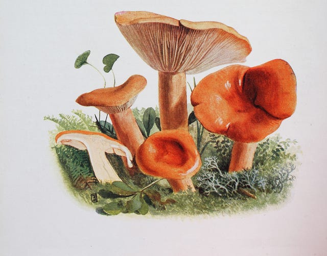 lactaria mitissima mushroom, digital reproduction of an ilustration of emil doerstling 1859 1940 photo by bildagentur onlineuniversal images group via getty images