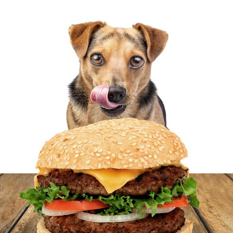 dog looking delicious hamburger licking chops isolated