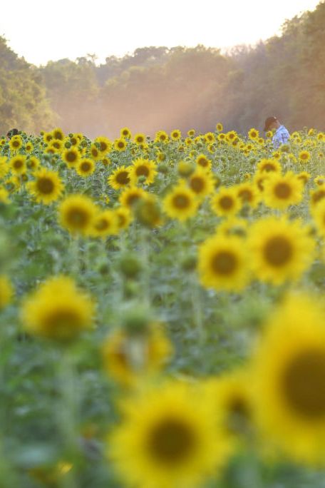 33 Best Sunflower Fields Near Me - Top Sunflower Fields & Mazes in the U.S.- relaxmeong.info