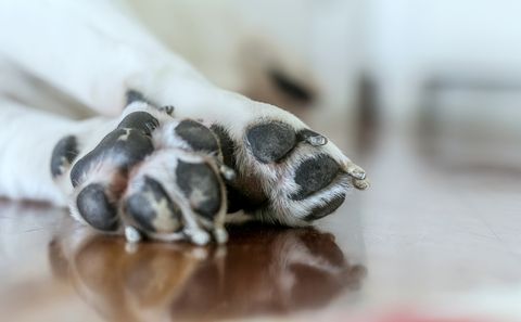 Paw, Close-up, Hand, Snout, Finger, Photography, Nail, Claw, 
